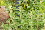100 White HOREHOUND Marrubium Vulgare Herb Flower Seeds Flowering Plants