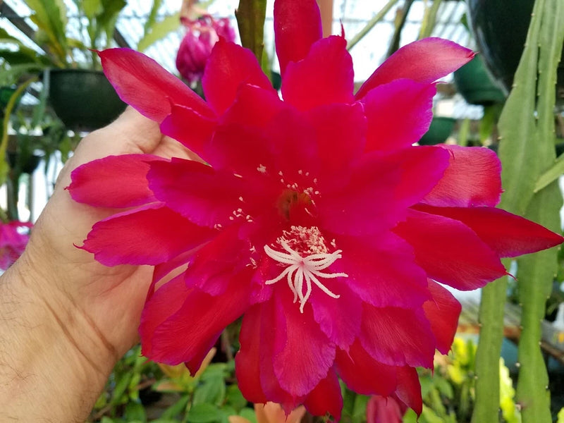 Orchid cactus flower with bright red, layered petals and long white stamens