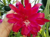 Epiphyllum 'Satin Jewel' Rooted Cutting - Rare Orchid Cactus Orchids