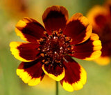 COSMIDIUM BRUNETTE Cosmidium Burridgeanum - 550 Bulk Seeds Flowering Plants