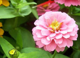 25+ Light Pink Marigold Seeds for Garden Planting - USA - FREE SHIPPING! Garden Plants