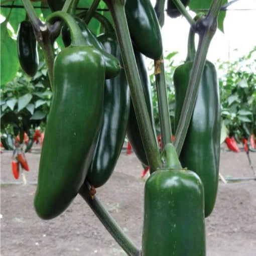 25 + seeds Jedi Jalapeno   hot pepper garden planting spicy food Garden Plants
