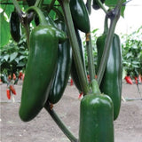 25 + seeds Jedi Jalapeno   hot pepper garden planting spicy food Garden Plants