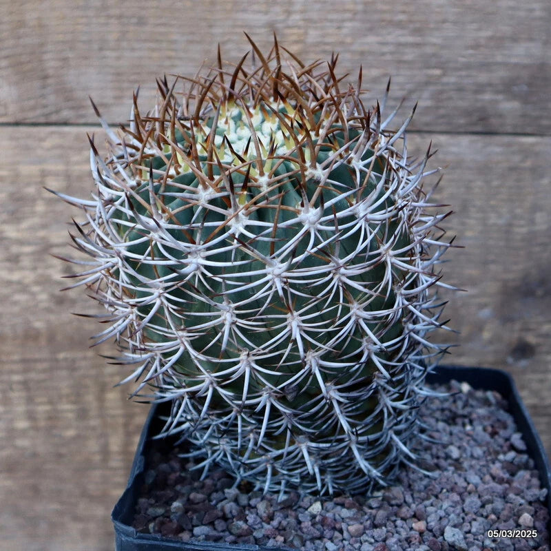 D3184 ERYOSICE CERATISTES GRAFT pot14-H16-W11 cm MaMa Cactus Green Plant