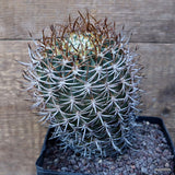 D3184 ERYOSICE CERATISTES GRAFT pot14-H16-W11 cm MaMa Cactus Green Plant