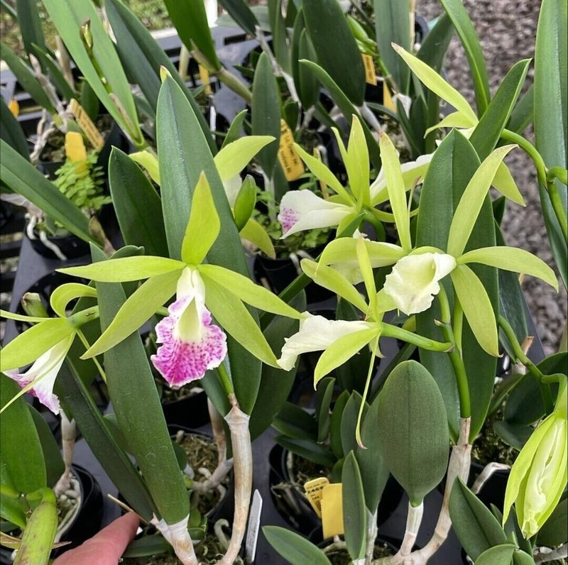 (596-1) Lc.Green veil x B.nodosa 4N   FS  Fragrant Orchids
