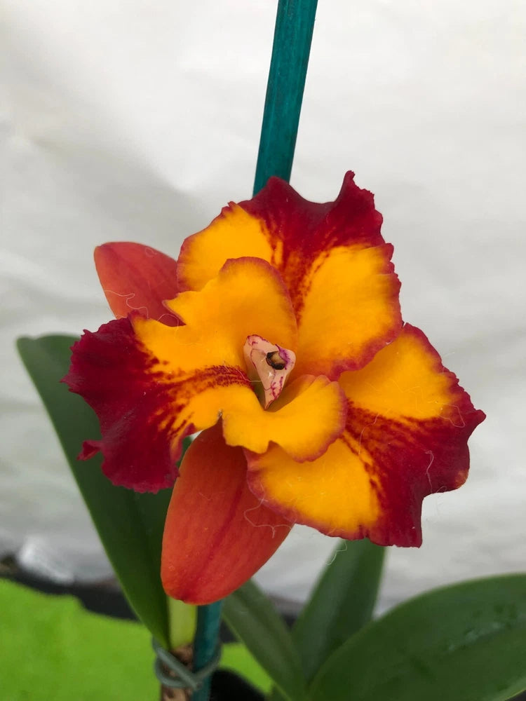 (181-6) Pot. Burana Fire Momilani       MS Orchids