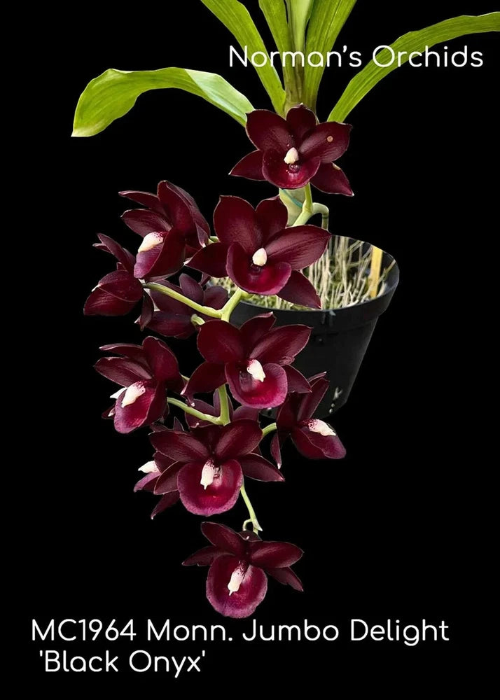 Jumbo Delight orchid plant in dark pot, deep burgundy flowers and green leaves