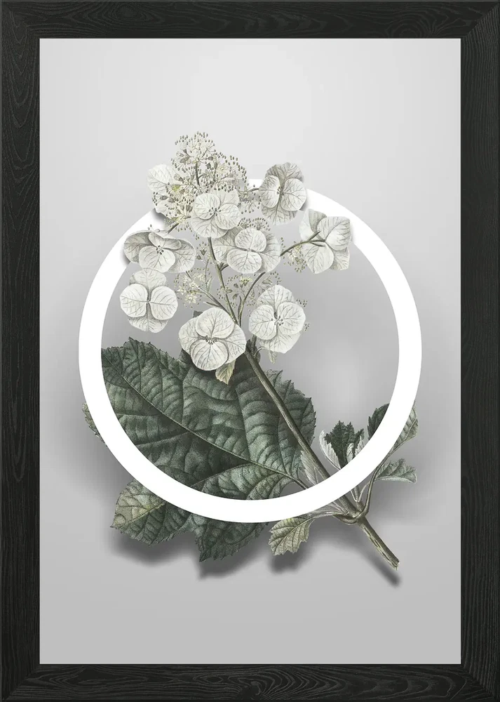 Oakleaf Hydrangea Flower Framed Wall Art Poster Canvas Print Picture Hydrangea
