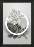 Oakleaf Hydrangea Flower Framed Wall Art Poster Canvas Print Picture Hydrangea