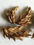 20 Fall  Dried Flowers  Floral Crafts Dried Flower