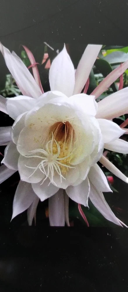 4 CLIPPINGS-Epiphyllum oxipetalum 'Queen of the Night' - 8" - Magical Plant Orchids