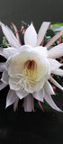 4 CLIPPINGS-Epiphyllum oxipetalum 'Queen of the Night' - 8
