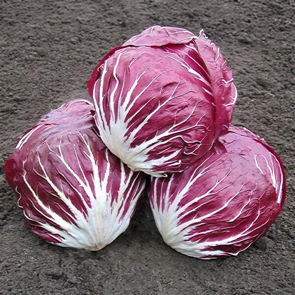 Radicchio Palla Rosa Merlot Cabbage Seeds (100) / ORGANIC / FLORIDA GROWN Garden Plants
