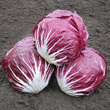 Radicchio Palla Rosa Merlot Cabbage Seeds (100) / ORGANIC / FLORIDA GROWN Garden Plants