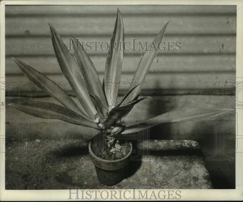Potted boat lily plant with long upright leaves and blooming flowers