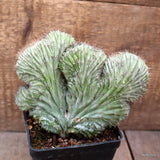 D4373 POLASKIA CHICHIPE CRESTED pot10-H14-W15 cm MaMa Cactus Green Plant