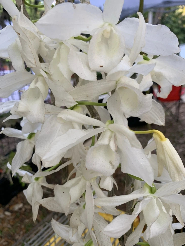White Dendrobium orchid with layered petals and yellow center detail