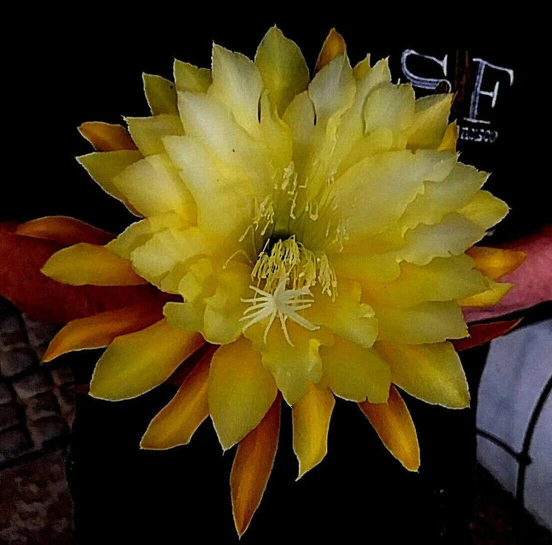 Yellow orchid cactus flower with layered petals and orange tips, visible stamens