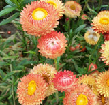 Apricot Salmon Rose Strawflower - Pack 100 Seeds - Annual Plant for Home Garden Garden Plants