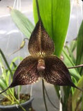 Dracula hirtzii ÔBlackieÕ Orchid Species Bloom Size Division 1.5-2Ó Pot Orchids