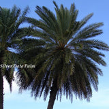 ~SILVER DATE~ Palm Phoenix sylvestris COLD HARDY PALM 12-24+inch 5 LG SEEDLINGS Orchids