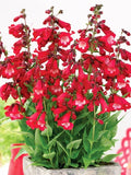 Penstemon Eatons Red Hummingbird Perennial Beardtongue 250 Seeds Non-GMO Garden Plants