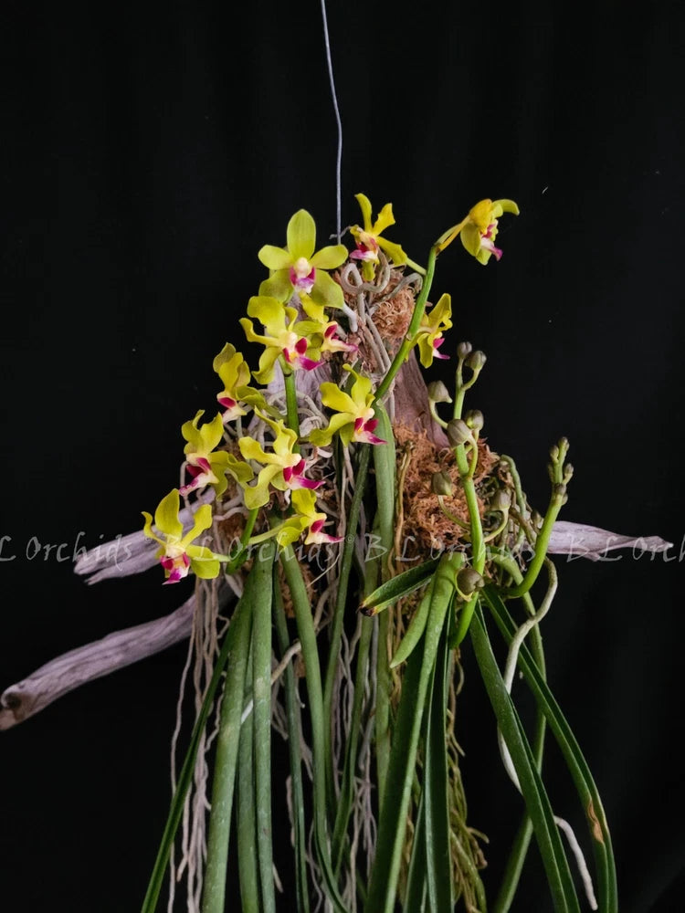 Yellow and pink orchid bouquet with long green stems