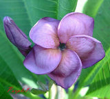 Plumeria rubra Frangipani Flowers  "Purple1" fresh 100 Seeds Rare!! Flowering Plants