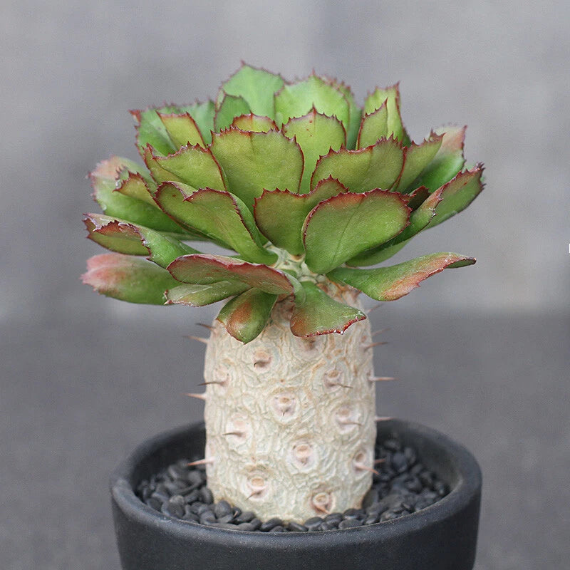 Euphorbia succulent cactus plant with green leaves and red edges in textured pot