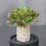 15CM Succulent Cactus Plant Euphorbia Unispina Cactaceae Home Garden Cactus Garden Plants