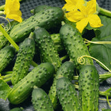 25 CALYPSO HYBRID CUCUMBER SEEDS FRESH HARVEST FOR GARDENS Garden Plants