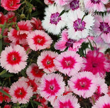 CHINESE PINKS FLOWER SEEDS 500+ DIANTHUS CHINENSIS fringed petals ANNUAL garden Garden Plants