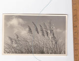 Vintage Photograph pampas grass ? Gardening Plant Album Filler Pampas Grass