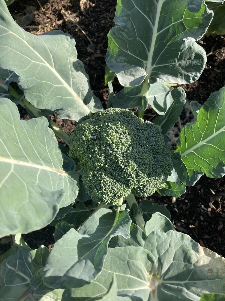 Waltham Broccoli Fresh Seeds Garden Planting Non-GMO Garden Plants