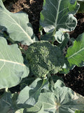 Waltham Broccoli Fresh Seeds Garden Planting Non-GMO Garden Plants