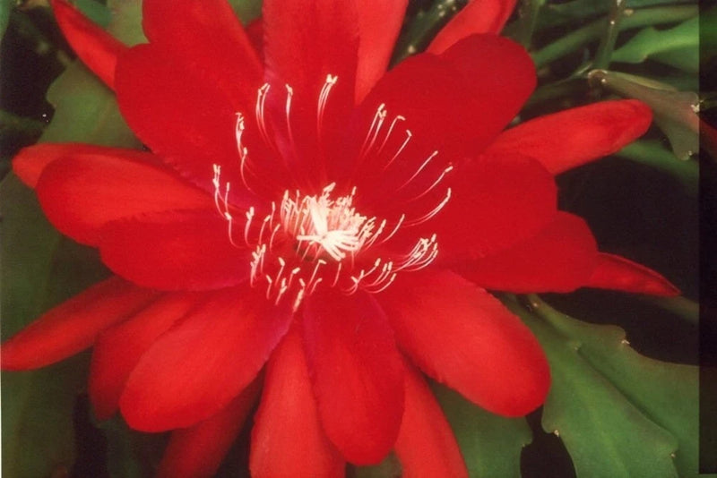 Red orchid cactus flower bloom with prominent white stamens