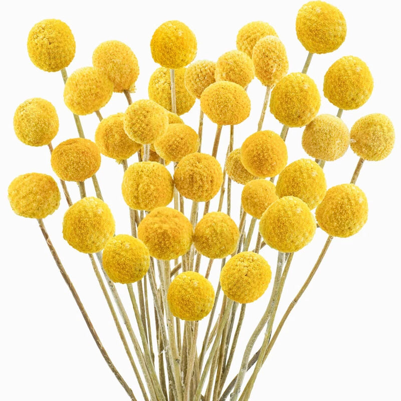 Uieke 30Pcs Natural Dried Flowers Craspedia Billy Balls Flowers Billy Buttons Dried Flower