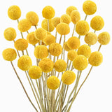 Uieke 30Pcs Natural Dried Flowers Craspedia Billy Balls Flowers Billy Buttons Dried Flower