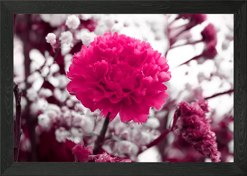 Framed wall art featuring a large pink carnation flower with soft-focus blooms