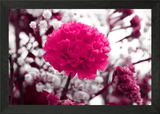 carnation in bloom Framed Wall Art Poster Canvas Print Picture Carnation