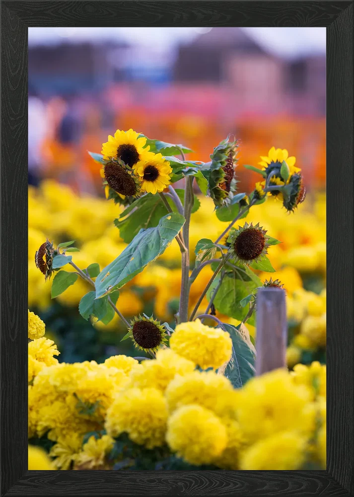 Framed wall art canvas print featuring bright yellow sunflowers and a green leaf stem