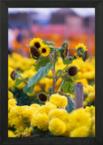 Sunflower Field in Bloom Framed Wall Art Poster Canvas Print Picture Sunflower