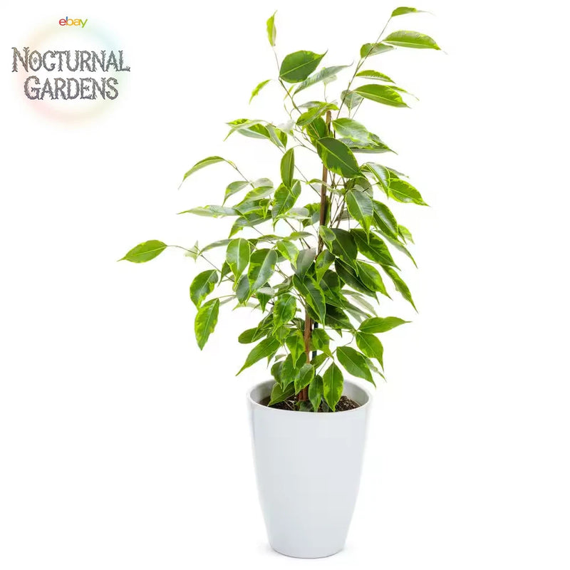 Weeping fig indoor plant with green leaves in a white ceramic pot