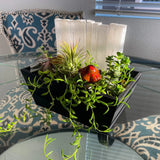 Black Crystal Garden - Indoor plants and succulents pot with Selenite Crystals Garden Plants