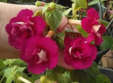Pretty Imported Achimenes Double Flower Bulbs (Wine House) Pack of 2 bulbs Flowering Plants