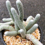 Multiple heads Succulent Plant Avonia albissima Garden beautiful Plants Garden Plants