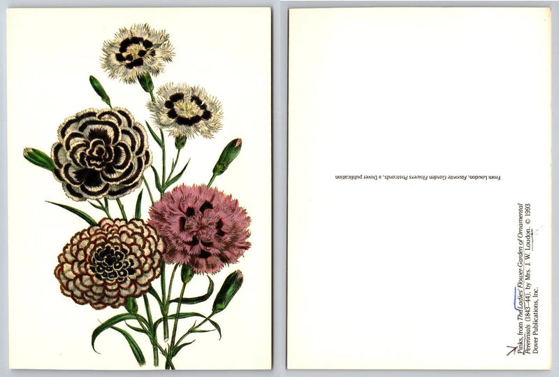 Botanical postcard with pink carnation and dark flower illustrations, blank back side