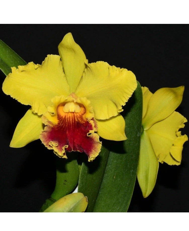 Yellow orchid blossom with red center lip and green leaves