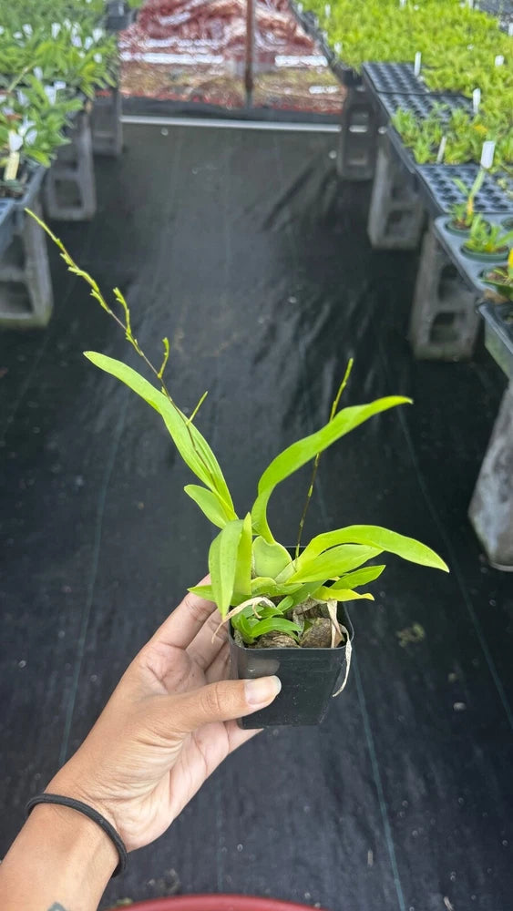 Oncidium Twinkles ÔFantasyÕ Orchids